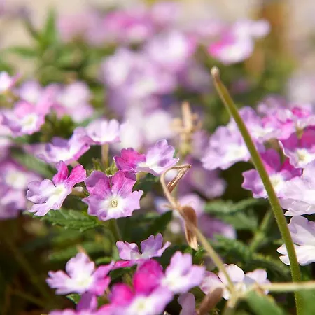 Villa Arenaria L. Complex